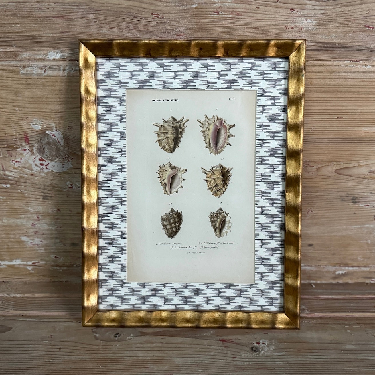 Impression de coquillage antique encadrée avec tapis de papier peint à motifs en osier