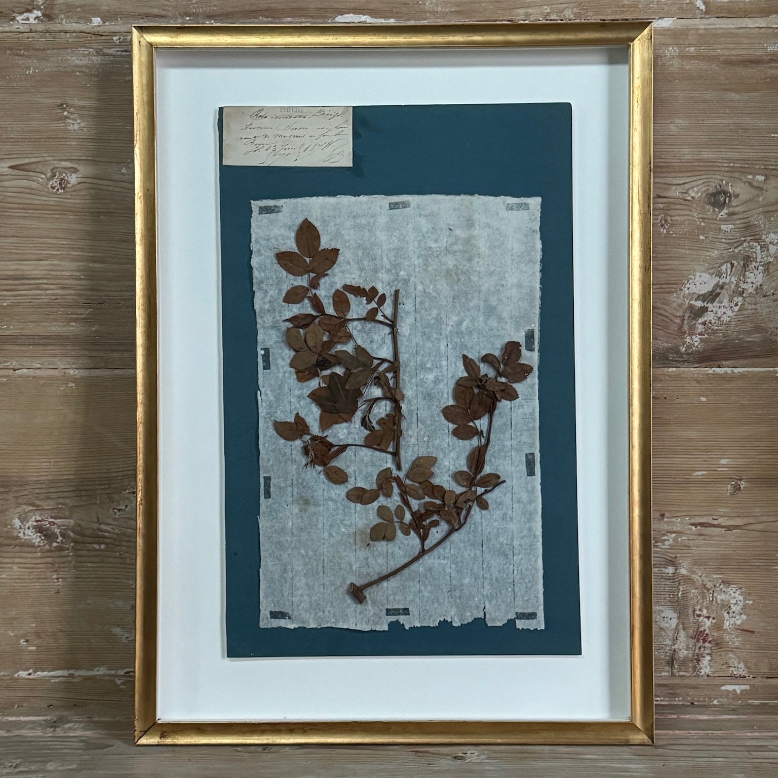Ensemble de 4 spécimens botaniques français remarquables, pressés au bleu de Prusse, datant du XIXe siècle