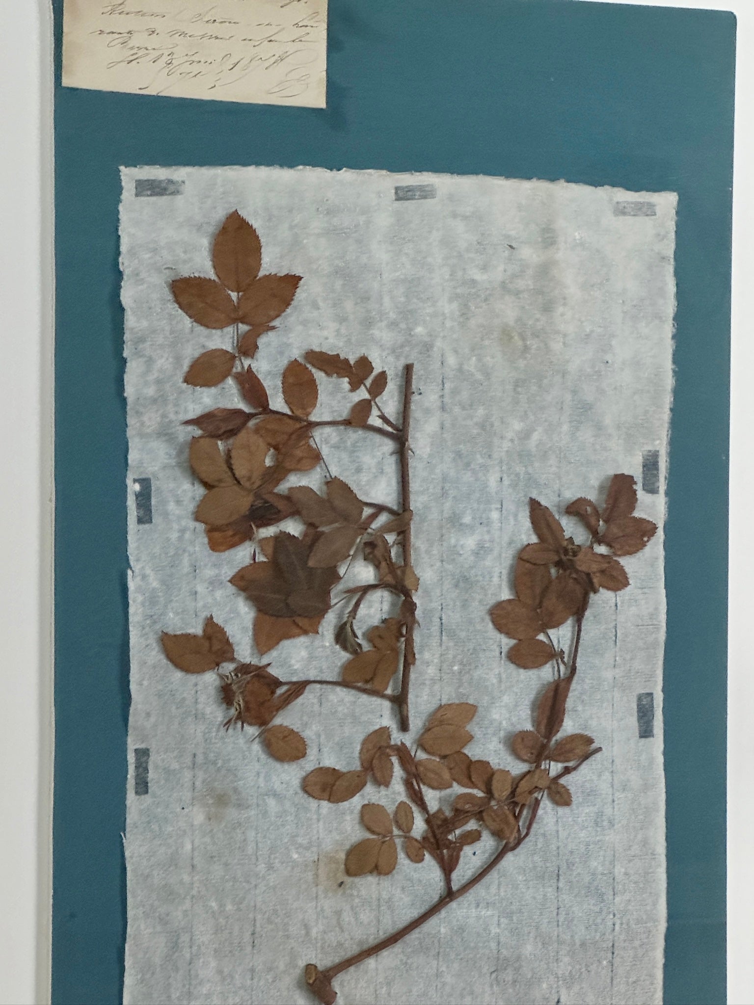 Ensemble de 4 spécimens botaniques français remarquables, pressés au bleu de Prusse, datant du XIXe siècle