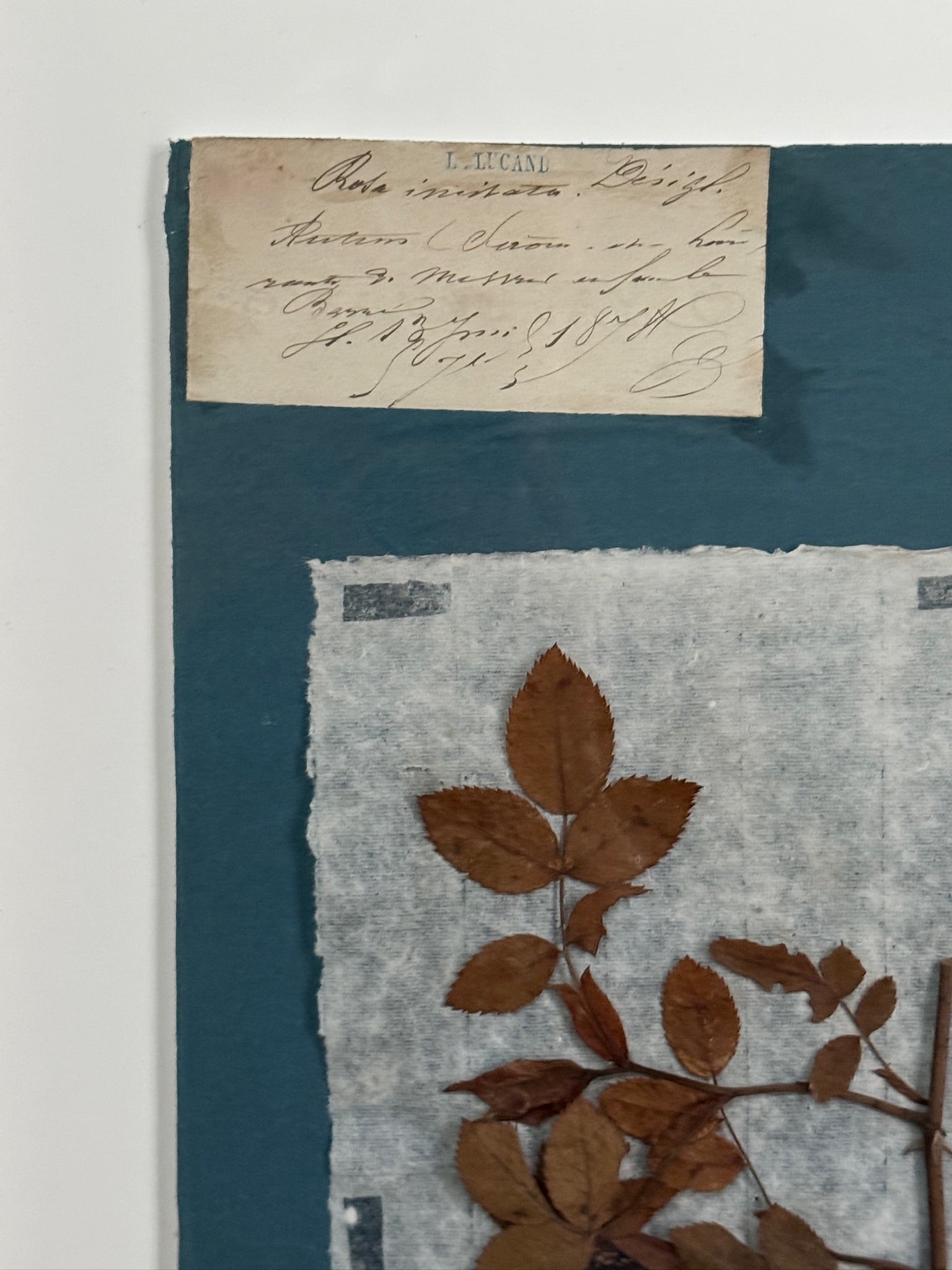 Ensemble de 4 spécimens botaniques français remarquables, pressés au bleu de Prusse, datant du XIXe siècle