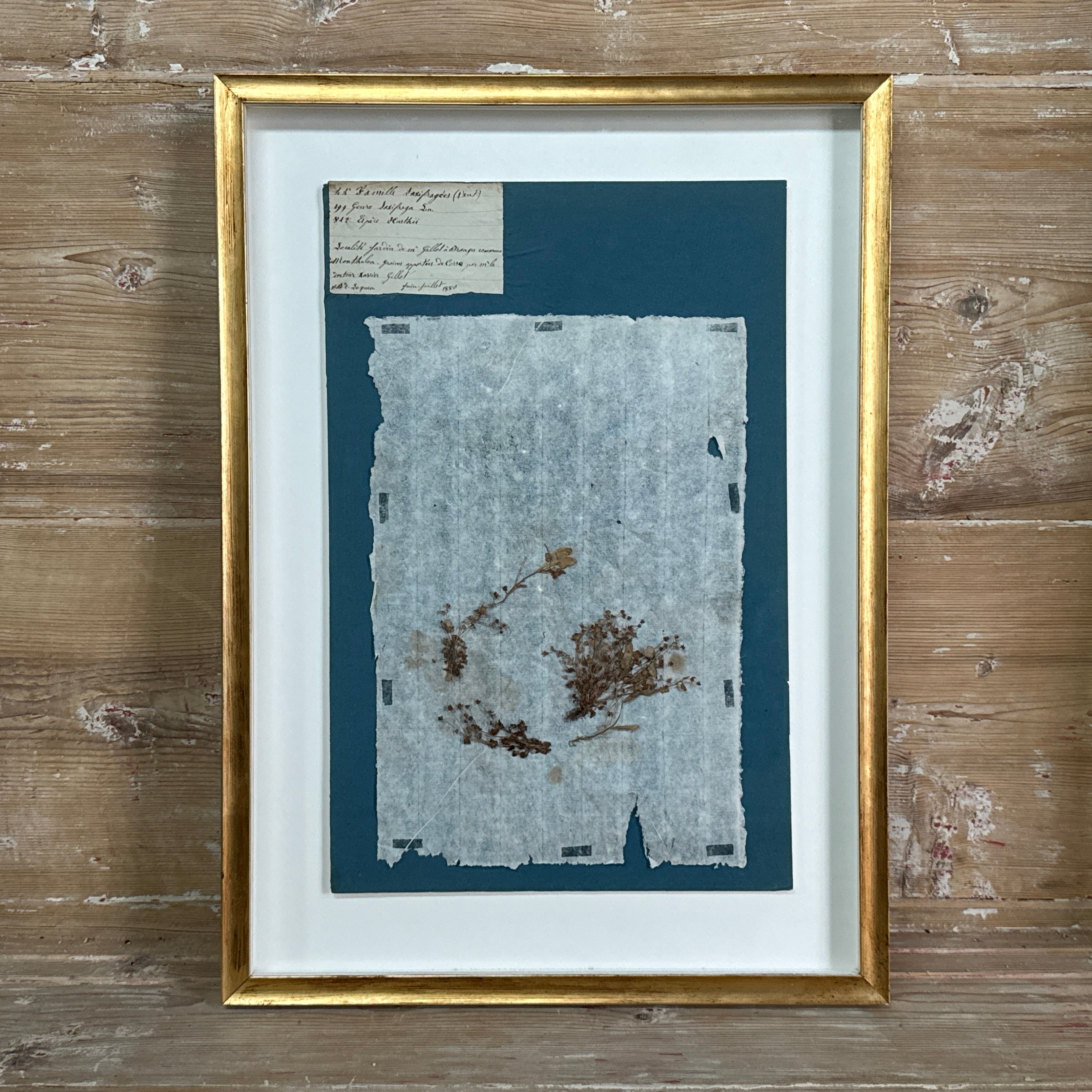 Ensemble de 4 spécimens botaniques français remarquables, pressés au bleu de Prusse, datant du XIXe siècle