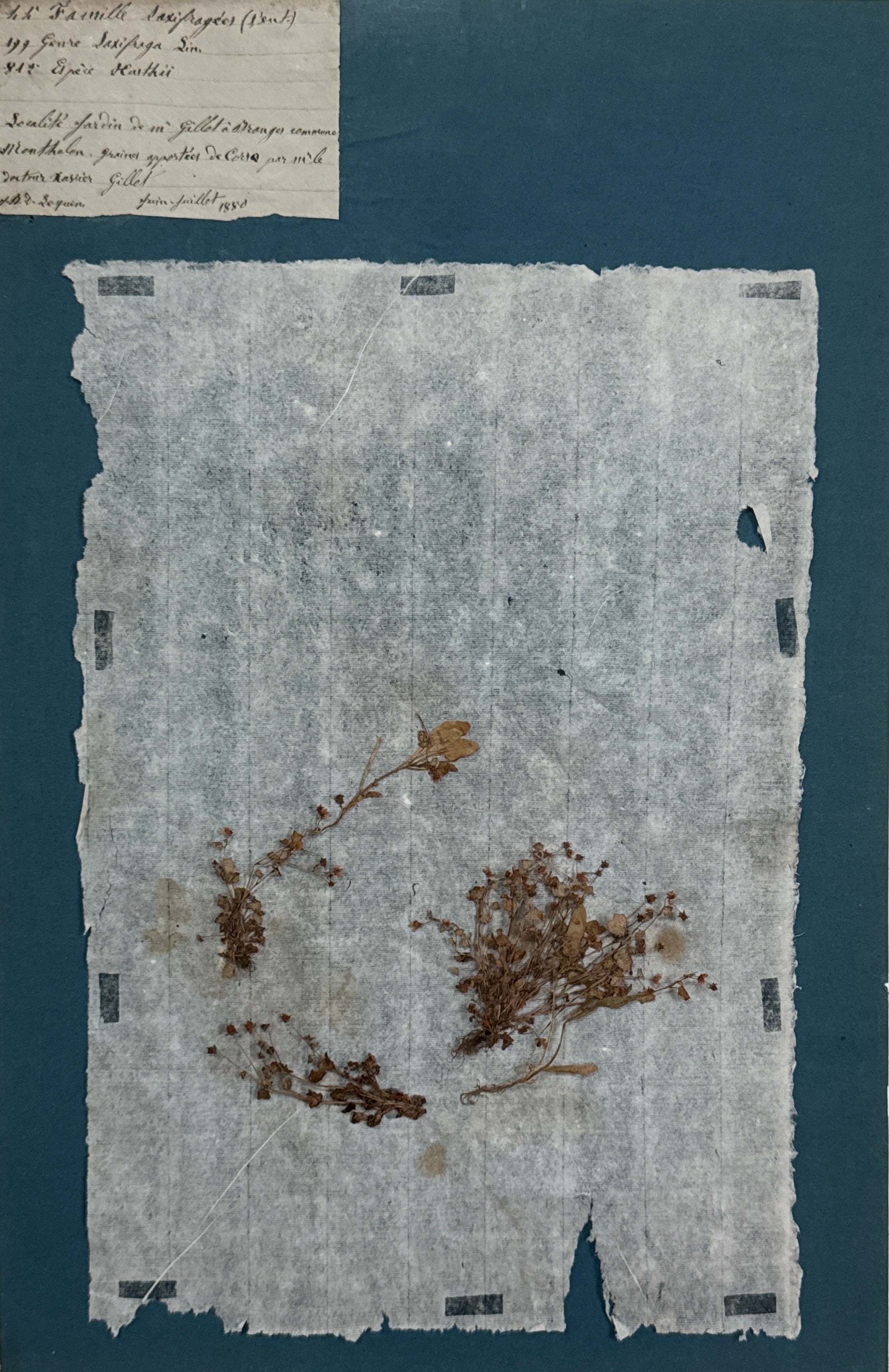 Ensemble de 4 spécimens botaniques français remarquables, pressés au bleu de Prusse, datant du XIXe siècle