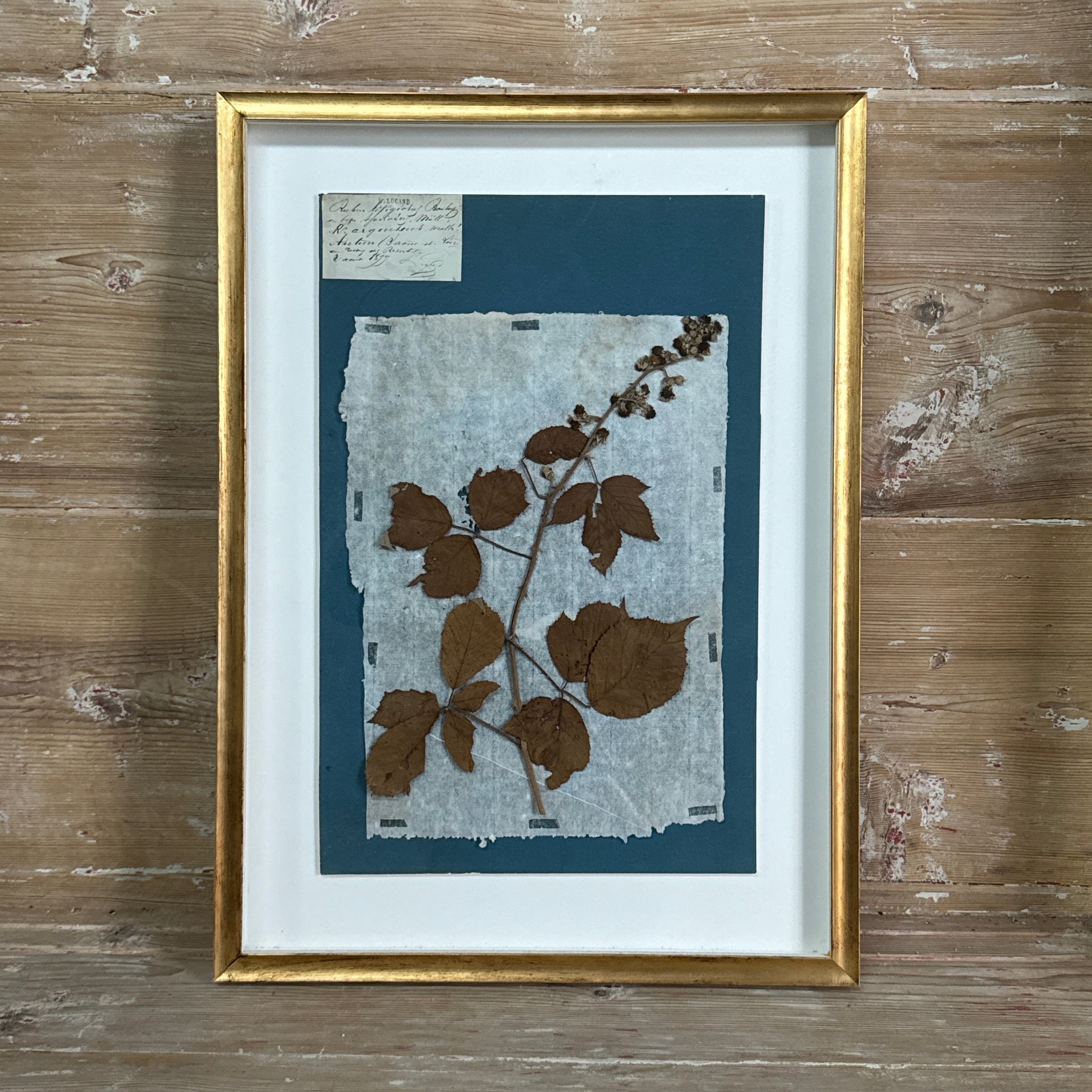 Ensemble de 4 spécimens botaniques français remarquables, pressés au bleu de Prusse, datant du XIXe siècle