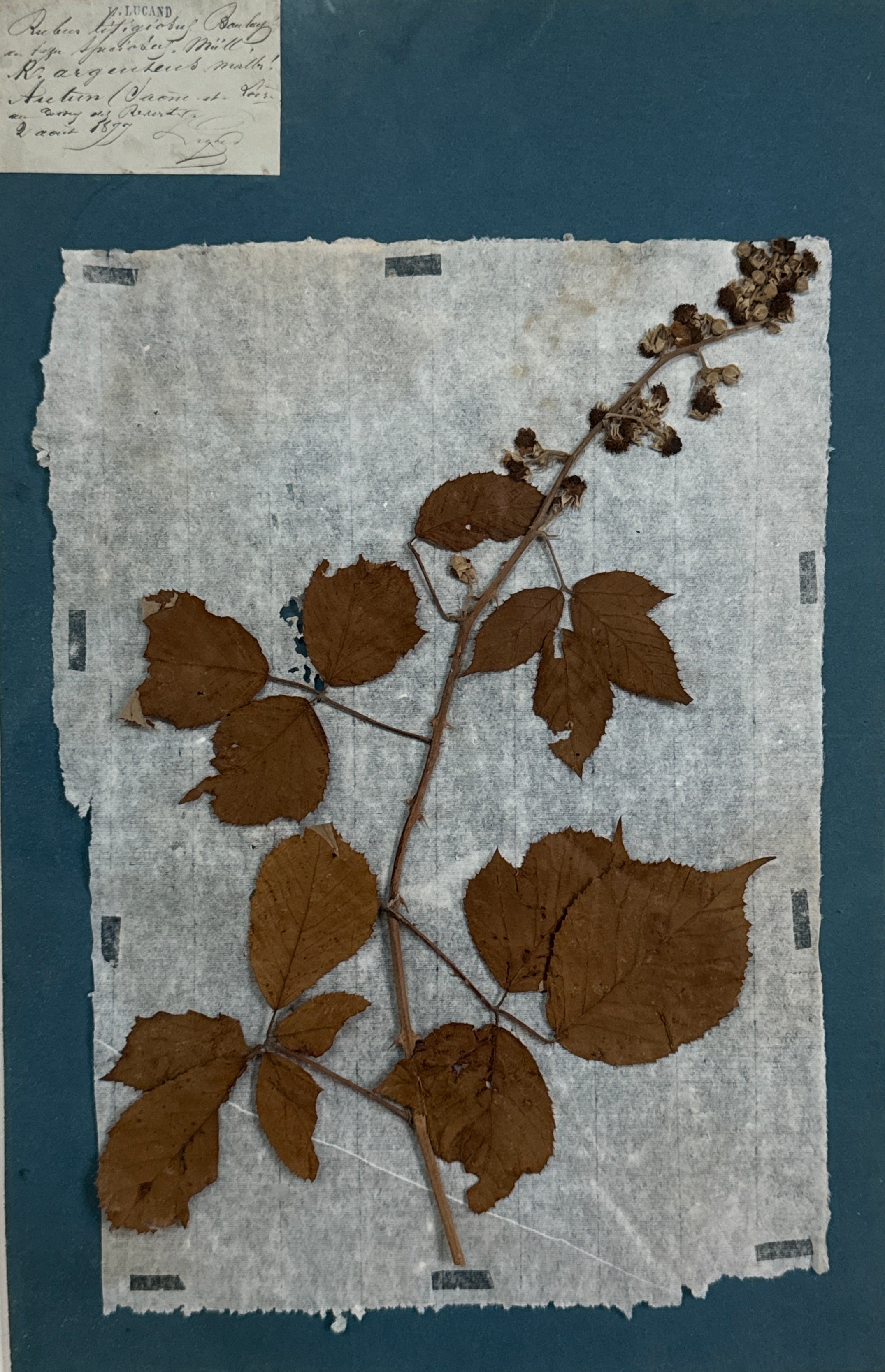 Ensemble de 4 spécimens botaniques français remarquables, pressés au bleu de Prusse, datant du XIXe siècle