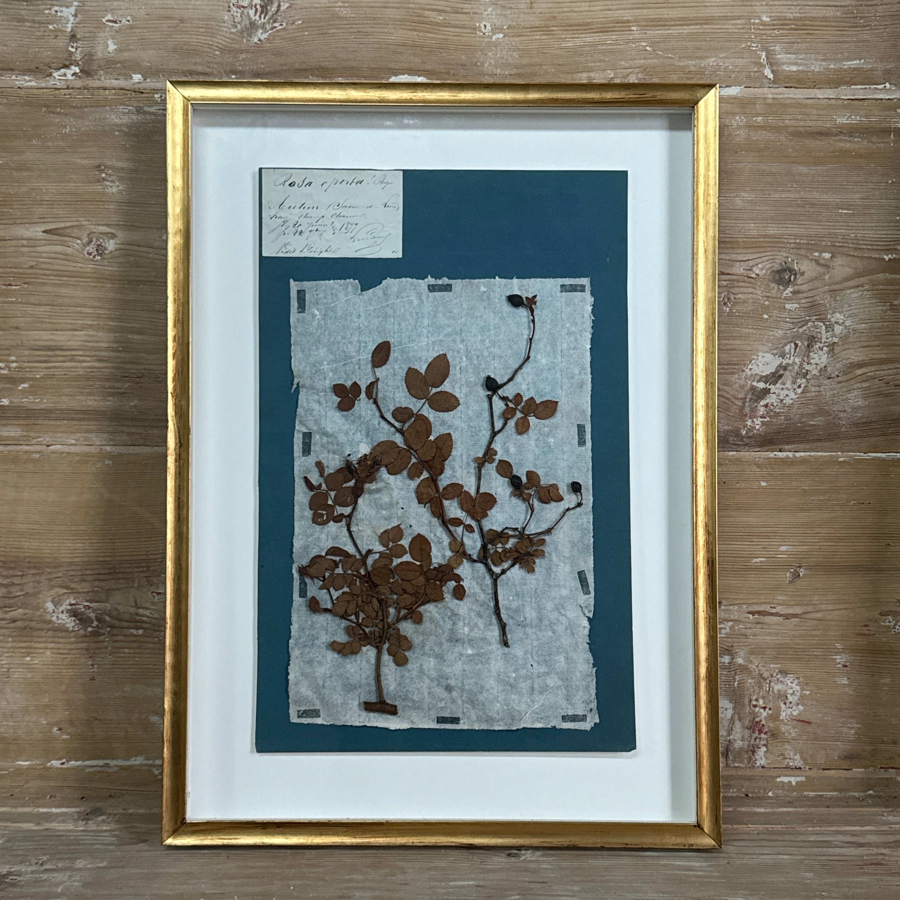 Ensemble de 4 spécimens botaniques français remarquables, pressés au bleu de Prusse, datant du XIXe siècle
